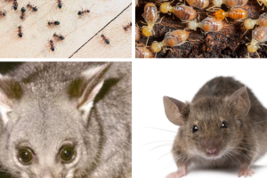 ant pest control Melbourne