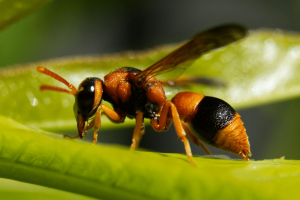 Australian Hornet Wasp