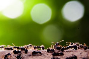 pest control Melbourne