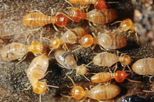 pest control Melbourne