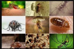 ant pest control Melbourne