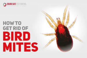 termite inspection Melbourne