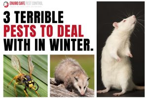 pest control Melbourne