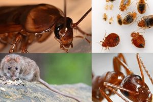 pest control Melbourne