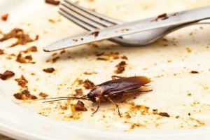 pest control Melbourne