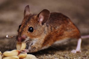 pest control Melbourne