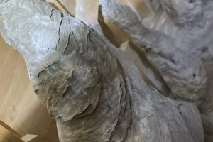 wasp nest removal