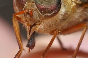 pest control Melbourne