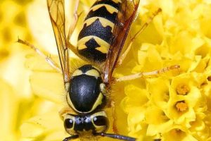 pest control Melbourne