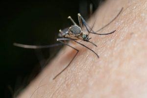 Mosquitoes and Midge Removal Melbourne