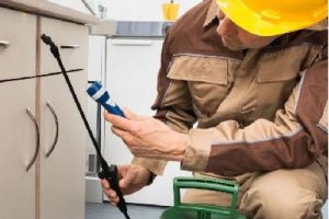 Wasps Removal Melbourne