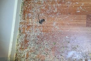 pest control Melbourne