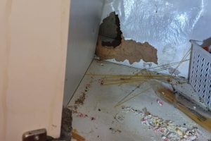 pest control Melbourne