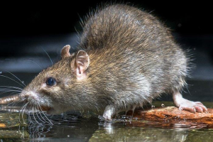 rat removal