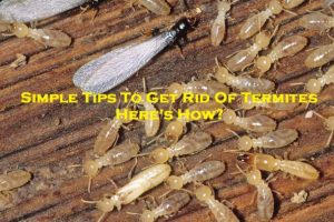 Simple Tips To Get Rid Of Termites - Here's How?