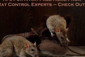 rat removal Melbourne