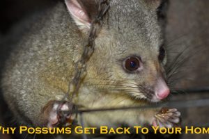 possum removal melbourne