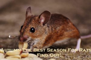 rat control Melbourne