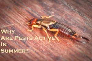 pest control melbourne