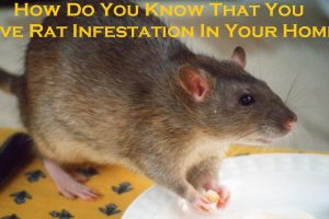 rat control melbourne