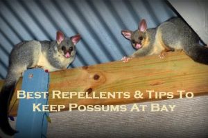 Best Repellents & Tips To Keep Possums At Bay
