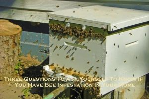 bee control melbourne