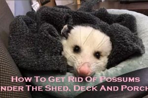 possum removal melbourne