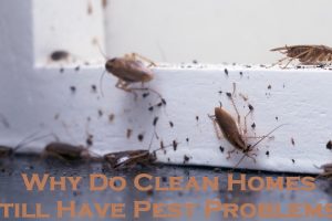 pest control melbourne