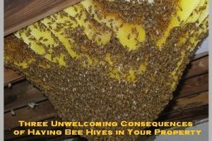 bee removal melbourne