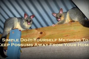 possum removal melbourne