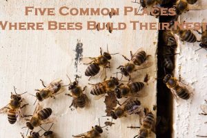bee removal melbourne