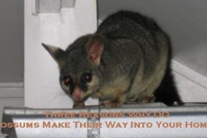 possum control melbourne