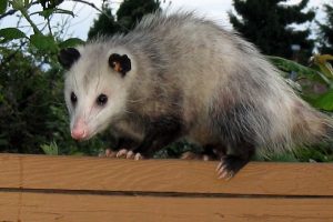 Is Summer inviting possums to households? - Let's Find Out