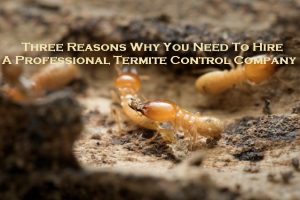 termite control melbourne