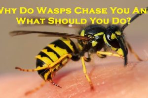wasp nest removal melbourne