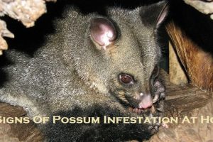 4 Signs Of Possum Infestation At Home
