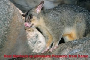 Best Methods to eliminate Possums from home (1)