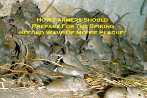 How Farmers Should Prepare For The Spiking Second Wave Of Mouse Plague?