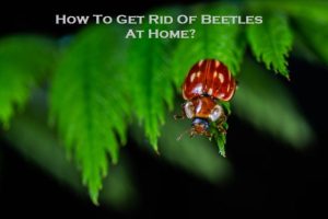 How To Get Rid Of Beetles At Home?