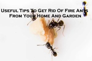 ant pest control Melbourne