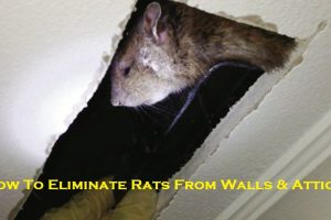 How To Eliminate Rats From Walls & Attics?