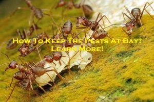 How To Keep The Pests At Bay? – Learn More!