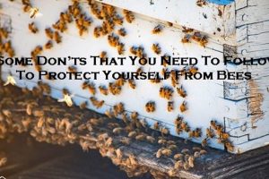 bee control Melbourne