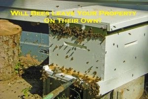 Will Bees Leave Your Property On Their Own?