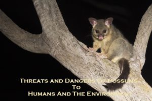 Threats and Dangers Of Possums To Humans And The Environment
