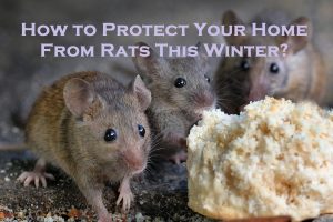 How to Protect Your Home From Rats This Winter?