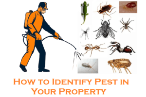 pest inspection Melbourne