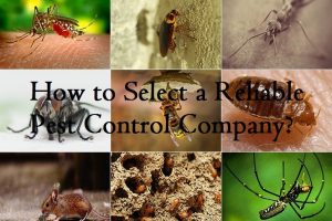 How to Select a Reliable Pest Control Company?