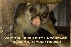 Why You Shouldn’t Encourage Possums To Your House?