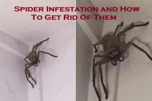 Spider Infestation and How To Get Rid Of Them
